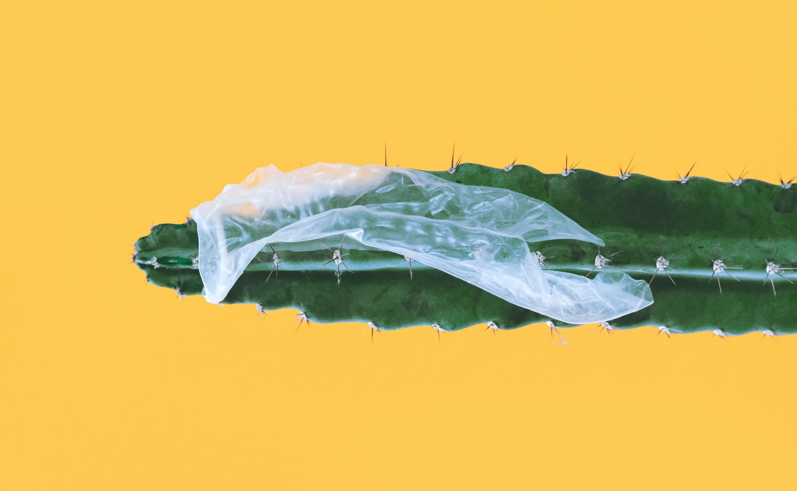 Rikkinäinen kondomi jumissa kaktuksen päällä